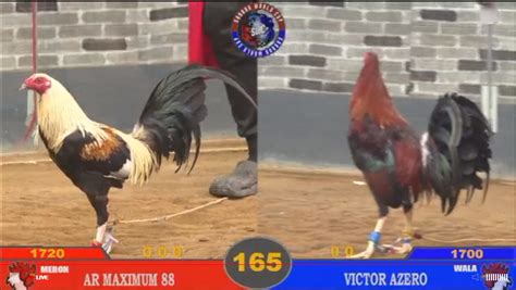 10x sabong live|Livestream .